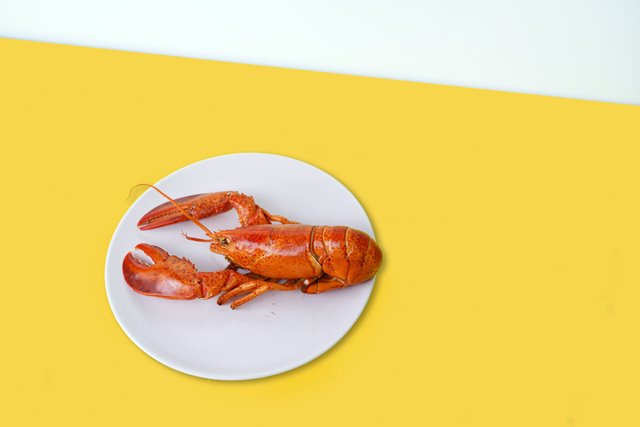 Tips Membuka Cangkang Hewan Laut