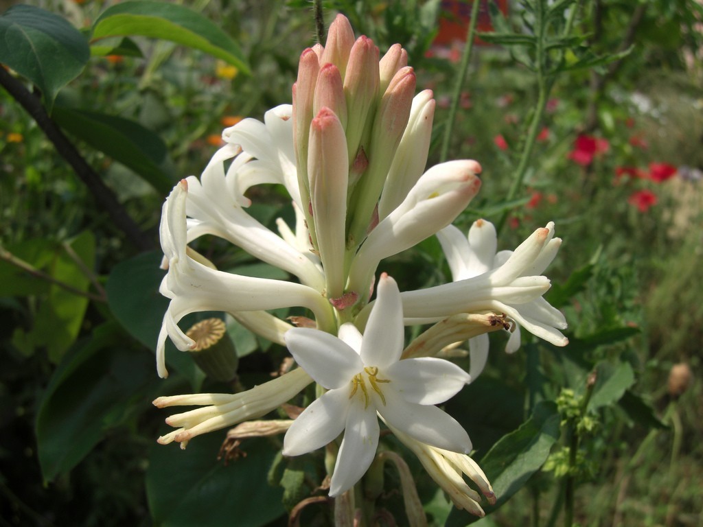 5 Bunga yang Bisa Dijadikan Pengharum Ruangan
