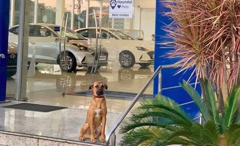 Menarik Perhatian, Anjing Liar Dijadikan Karyawan Showroom Mobil
