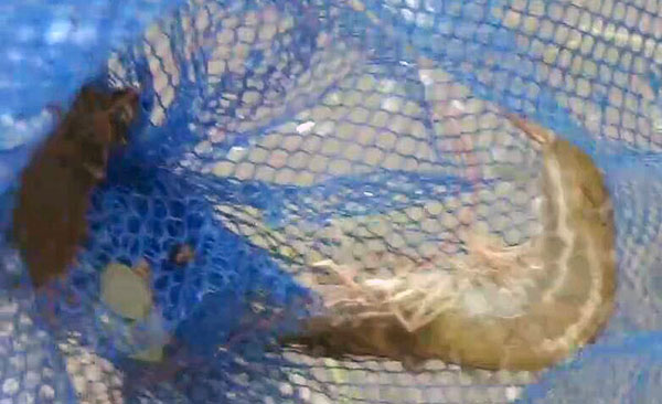 Warga Sidoarjo Berburu Udang dan Ikan di Tengah Banjir