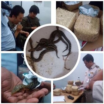 Mengaku Bawa Gudeg, Penyelendupan Puluhan Reptil Digagalkan