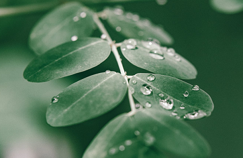 Beragam manfaat daun kelor bagi kesehatan. Foto: Pexels
