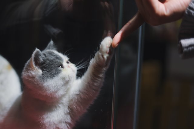 Mengapa Kucing Senang Mengetuk Barang di Sekitarnya?