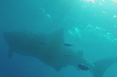 Gede Banget! Ikan Matahari Ini Berukuran Setara Truk