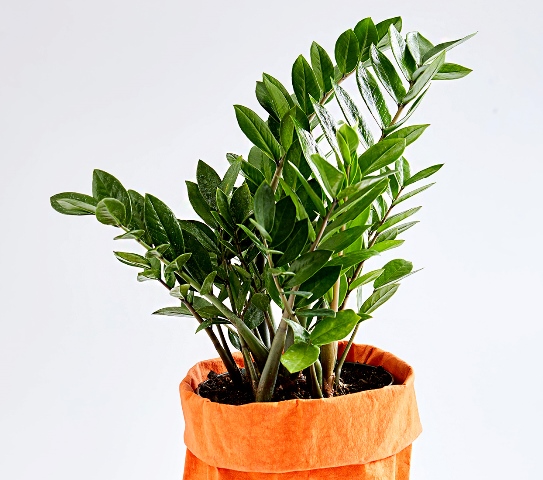 tanaman hias yang menyejukkan ruangan