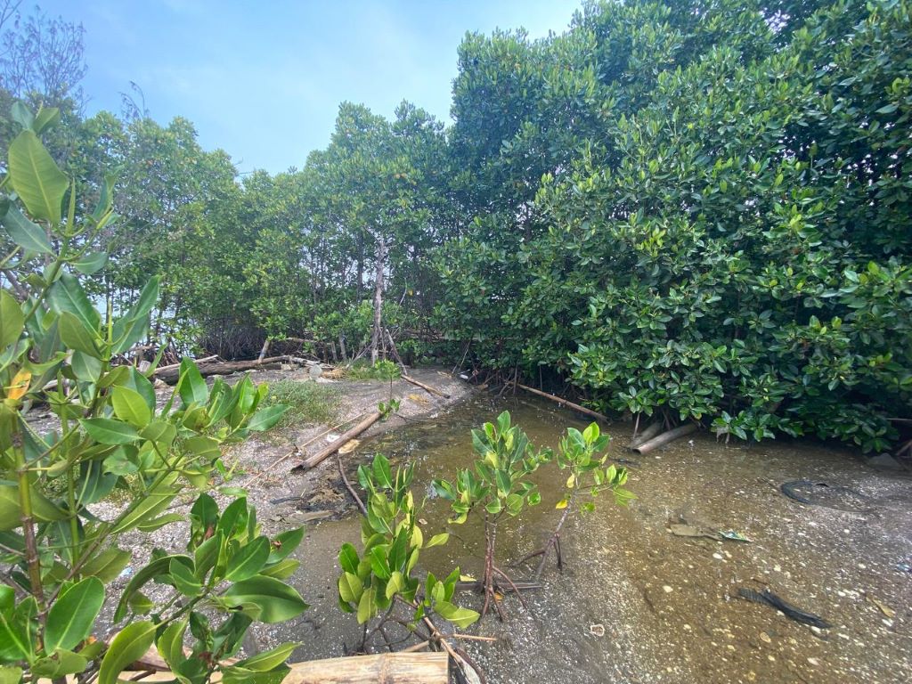 APP Group Konservasi Pesisir via Mangrove Berkelanjutan di COP 29 Azerbaijan