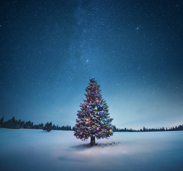 Kenapa Pohon Cemara Identik dengan Natal? Begini Sejarahnya