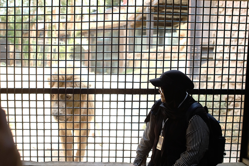 Batu Secret Zoo 