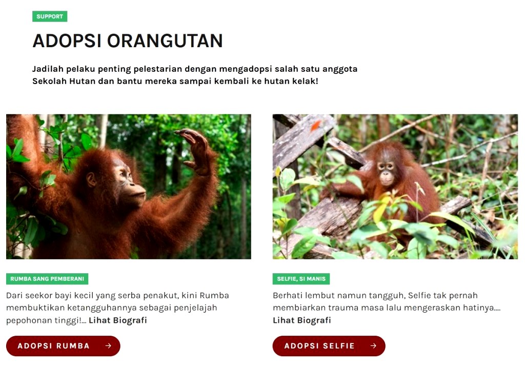 adopsi orang utan