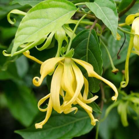 bau ylang ylang (2)