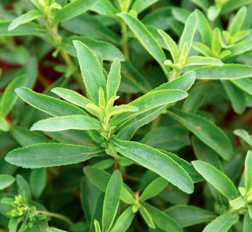 daun stevia
