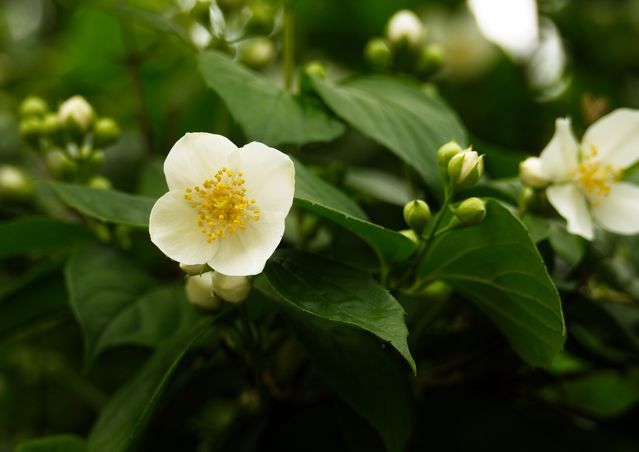 Mock Orange