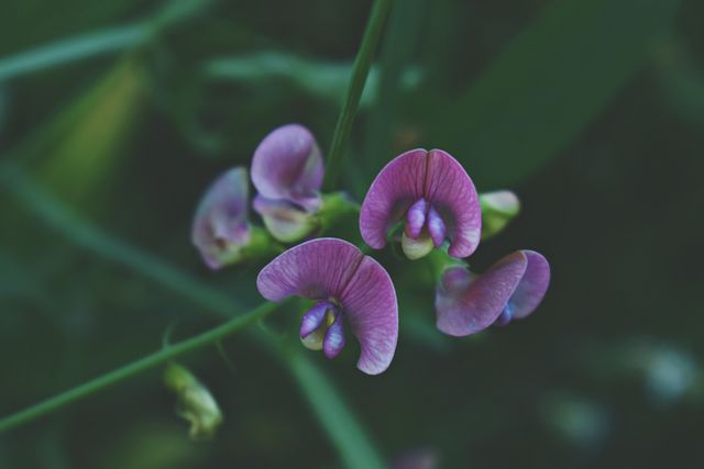 Sweet Pea