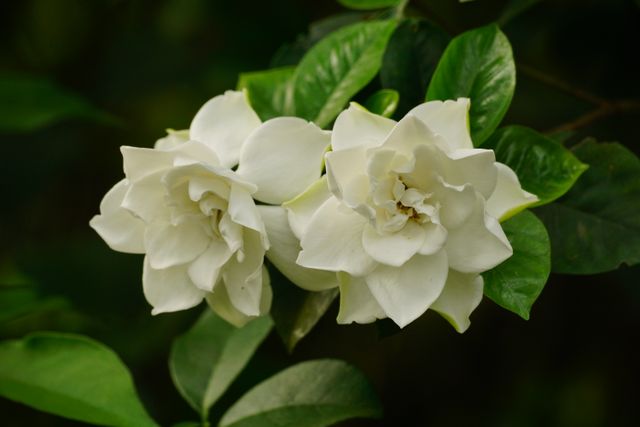 Gardenia (Kacapiring)