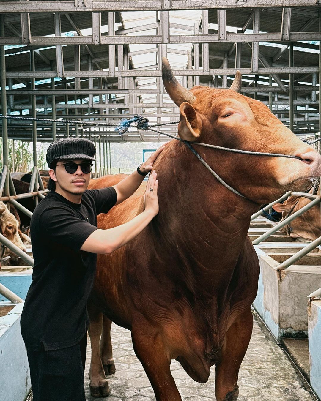 Ini 5 Artis dengan Sapi Kurban Lebih dari 1 Ton!