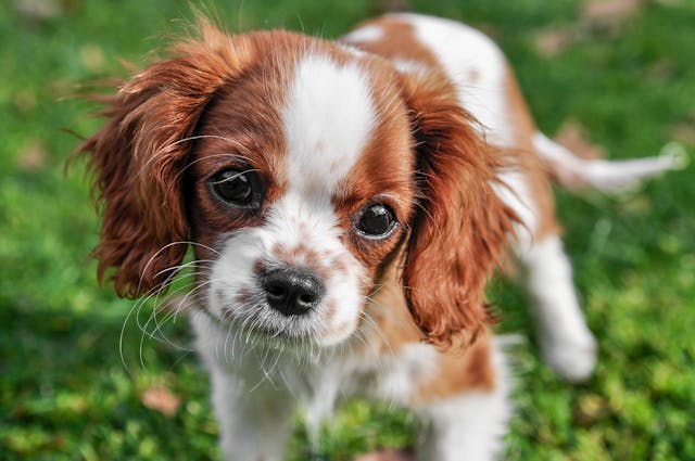 Cocok Jadi Sahabat, Ini 7 Ras Anjing Paling <i>Friendly</i> dan Penyayang