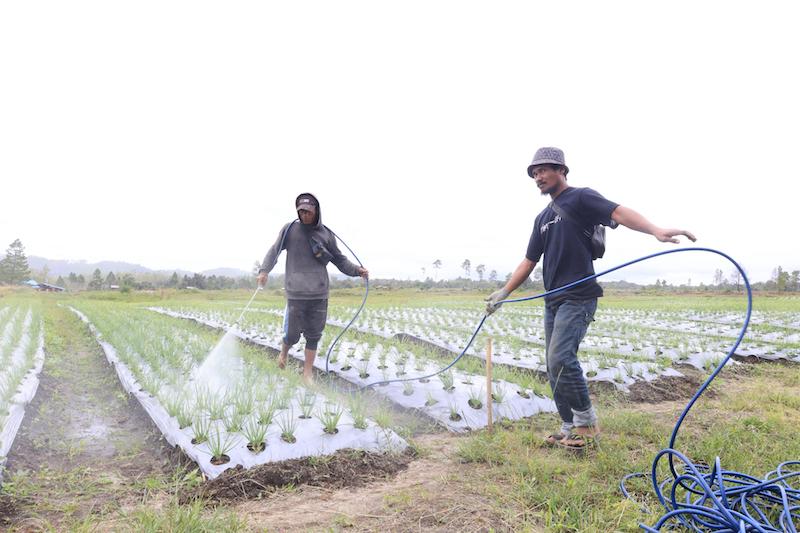 Memupuk Harapan Baru di Tanah Humbang Hasundutan: Kisah Petani dari Program Lumbung Pangan