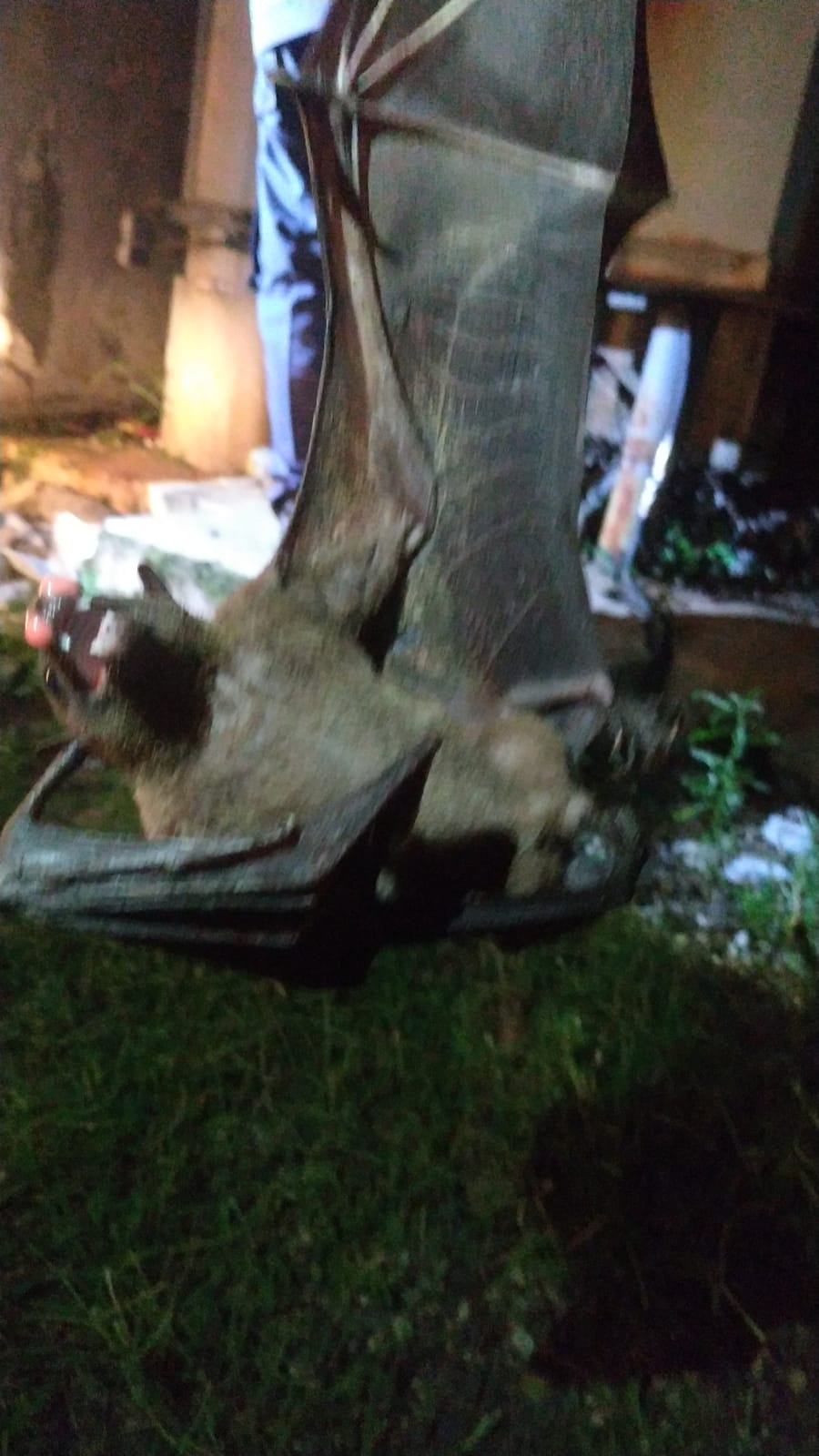 Viral! Kelelawar Raksasa Tabrak Gardu Listrik hingga Meledak di Depok