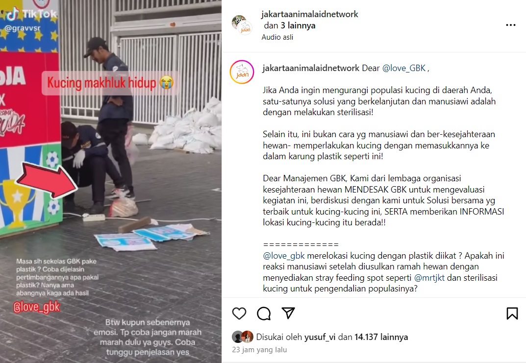 Viral Petugas GBK Masukkan Kucing Liar ke Plastik, Pengelola Buka Suara