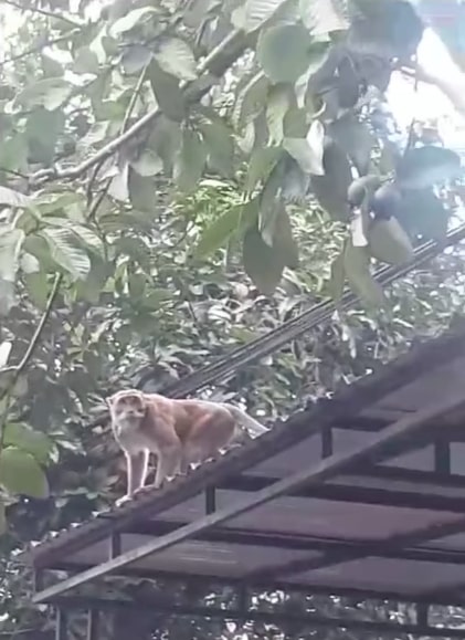 Viral Kawanan Monyet Masuk Permukiman Warga Bandung, Ini Penyebabnya