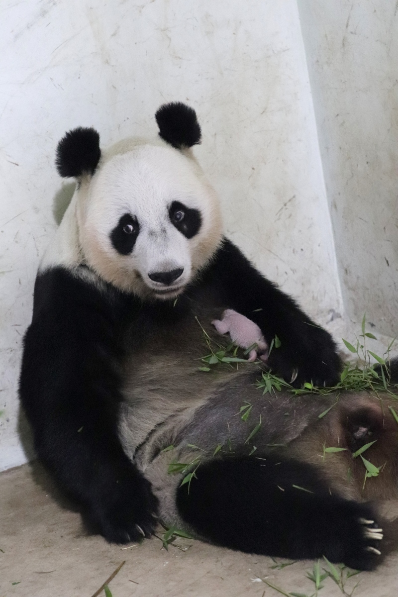 Taman Safari Sambut Kelahiran Bayi Panda Raksasa “RIO”