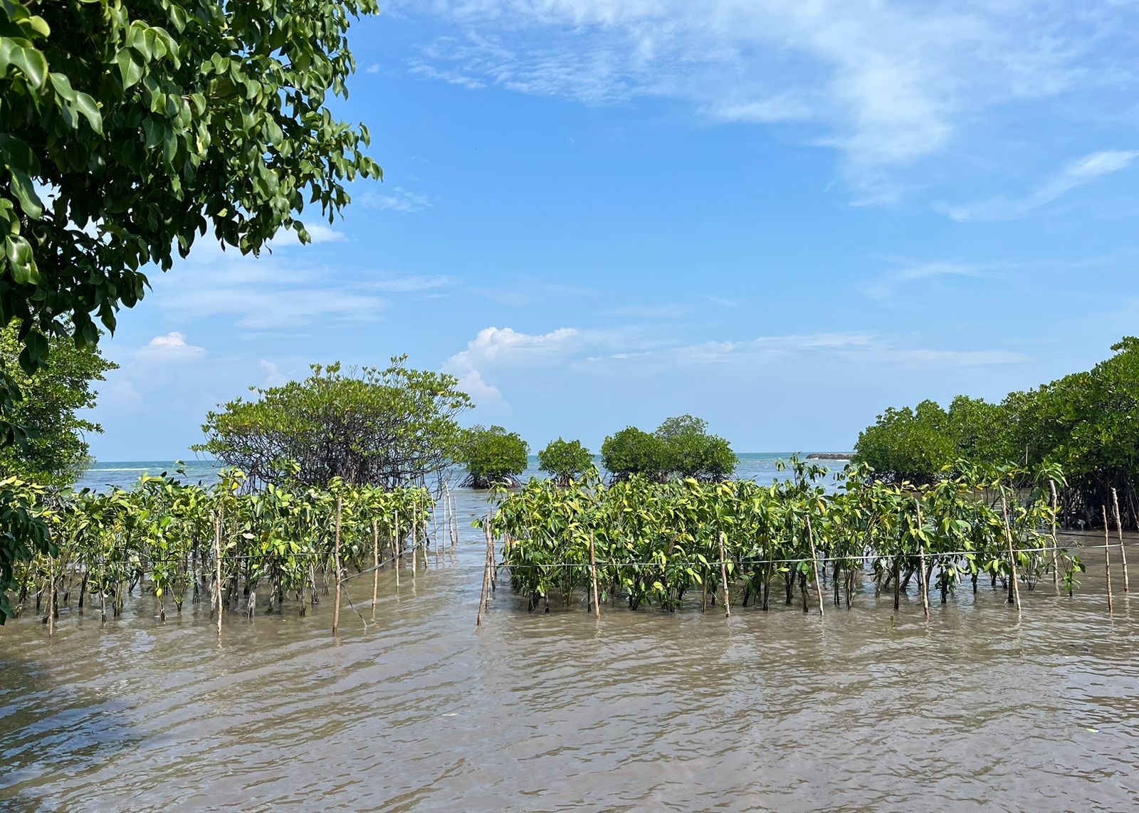 Sharp Indonesia Tanam 5.500 Mangrove dan Restorasi Terumbu Karang di Pulau Tunda