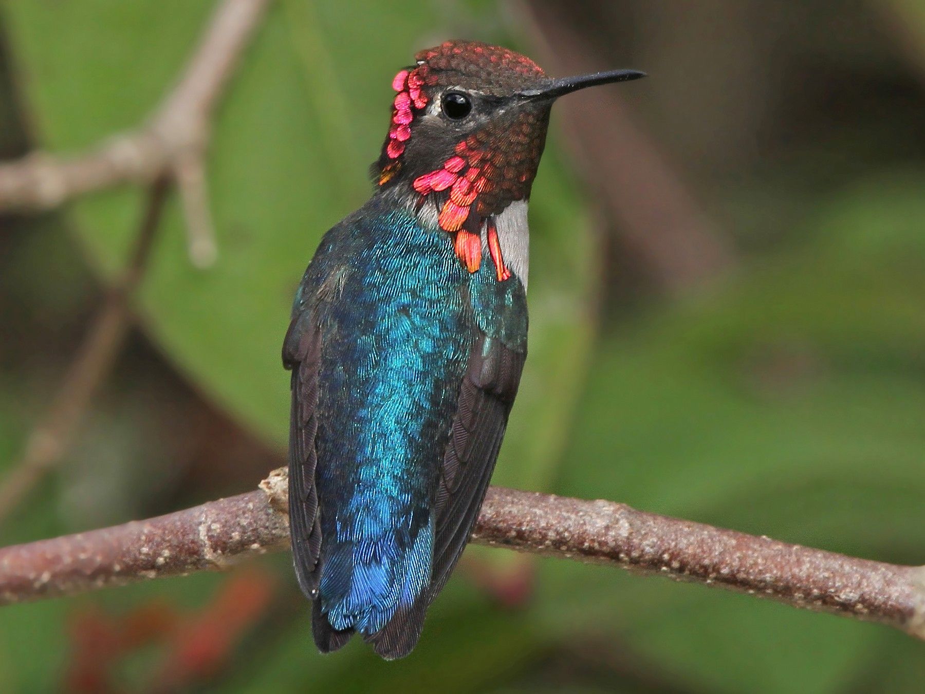 Bee HUmmingbird (dok_ ebird_org)
