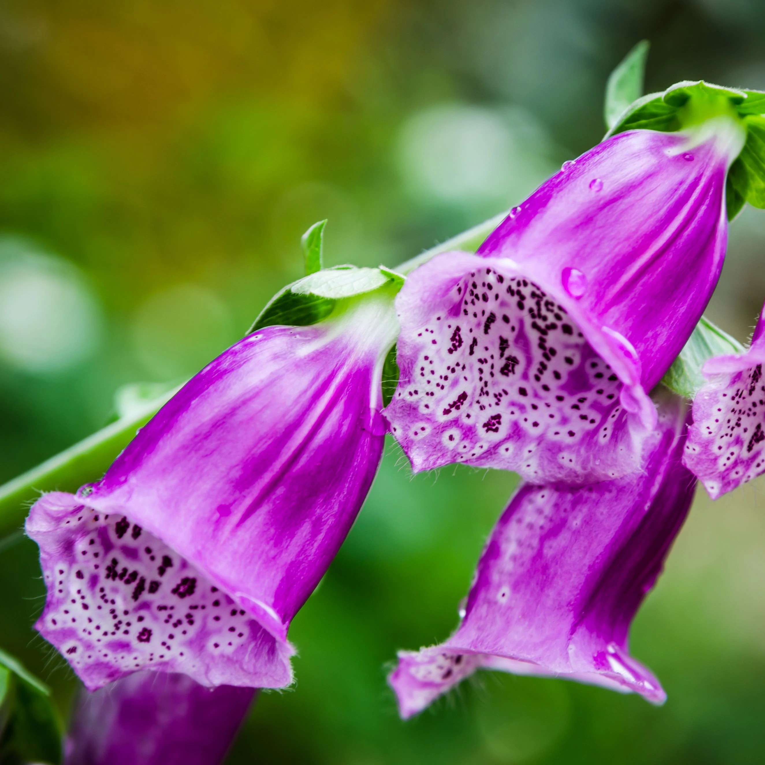 Foxglove atau Digitalis Purpurea_ (Foto jacksonsnurseries)