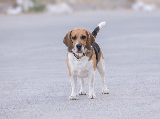 Cocok Jadi Sahabat, Ini 7 Ras Anjing Paling <i>Friendly</i> dan Penyayang