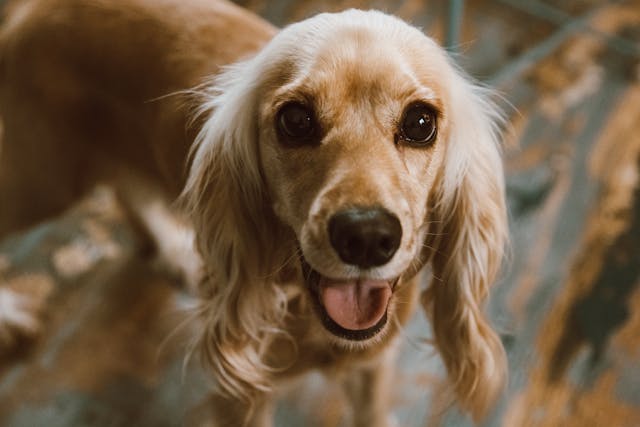 Cocok Jadi Sahabat, Ini 7 Ras Anjing Paling <i>Friendly</i> dan Penyayang