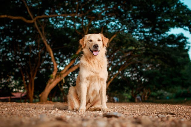 Cocok Jadi Sahabat, Ini 7 Ras Anjing Paling <i>Friendly</i> dan Penyayang