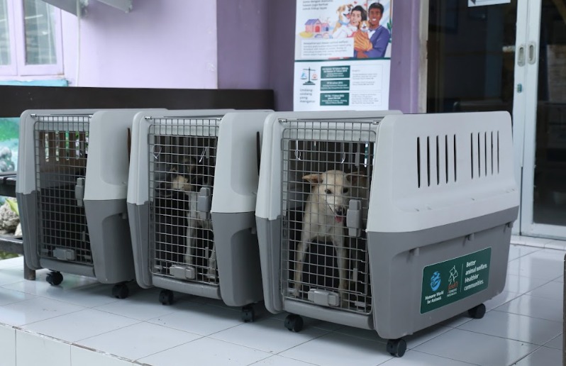 Program Pemberantasan Perdagangan Daging Anjing di NTT Mulai Tunjukkan Hasil