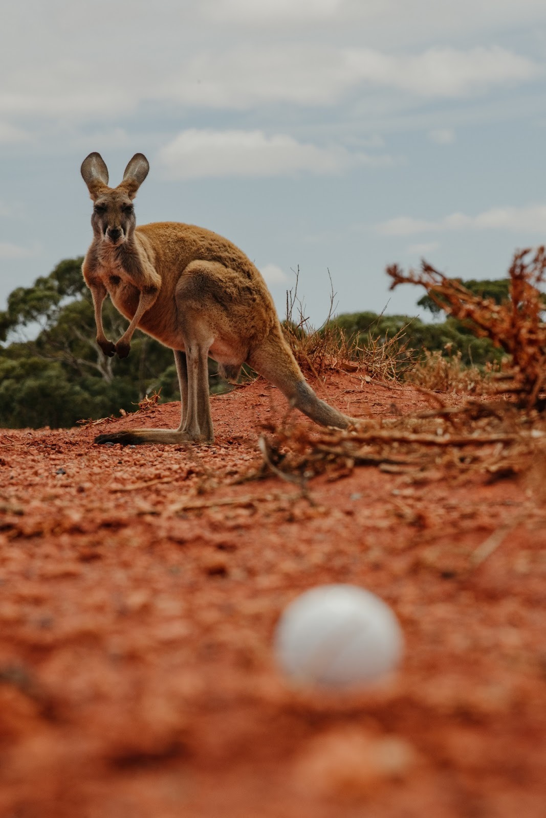 Australia Barat Tawarkan Destinasi Golf Kelas Dunia di Tengah Lanskap Ikonik