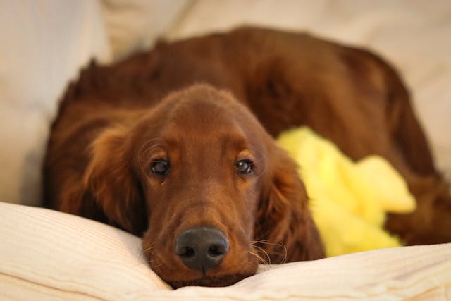 Cocok Jadi Sahabat, Ini 7 Ras Anjing Paling <i>Friendly</i> dan Penyayang