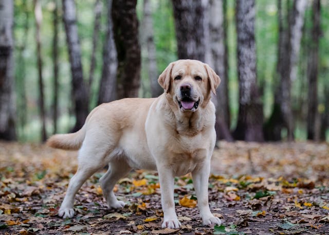 Cocok Jadi Sahabat, Ini 7 Ras Anjing Paling <i>Friendly</i> dan Penyayang