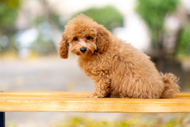 Cocok Jadi Sahabat, Ini 7 Ras Anjing Paling <i>Friendly</i> dan Penyayang