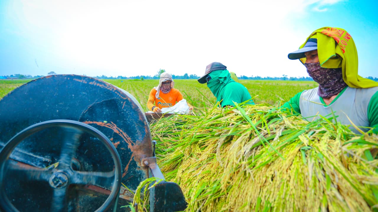Cetak Rekor, Produksi Beras 2026 Indonesia Naik Saat Produksi Dunia Turun