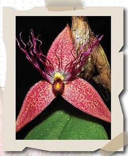 Kenalan Yuk 3 Spesies Flora dan Fauna Baru di Indonesia