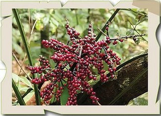Kenalan Yuk 3 Spesies Flora dan Fauna Baru di Indonesia