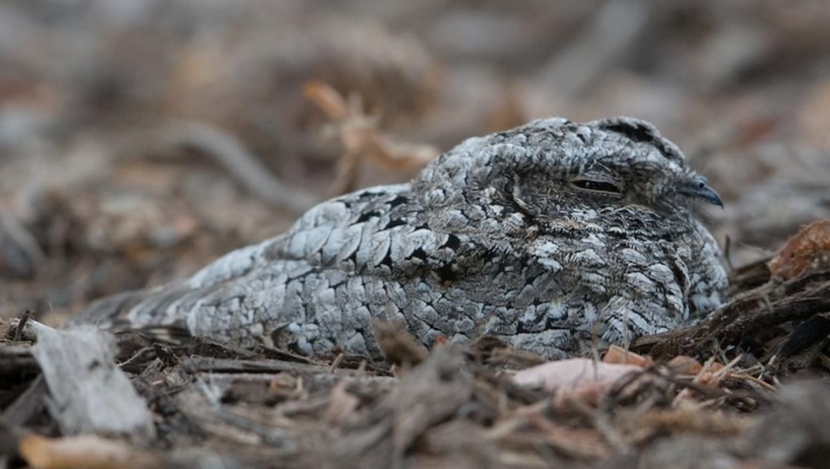 Hewan-Hewan yang Berhibernasi: Tujuan hingga Rekor Hibernasi Terlama