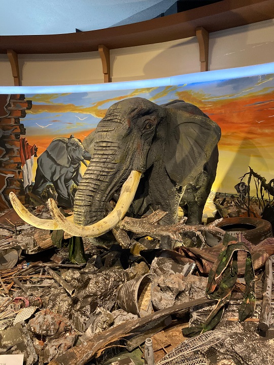 Gajah, Sang Penolong yang Terlupakan di Tsunami Aceh
