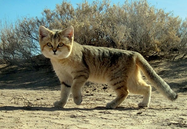 Kucing Pasir: Si Imut Penghuni Gurun yang Jago Kamuflase dan Berburu