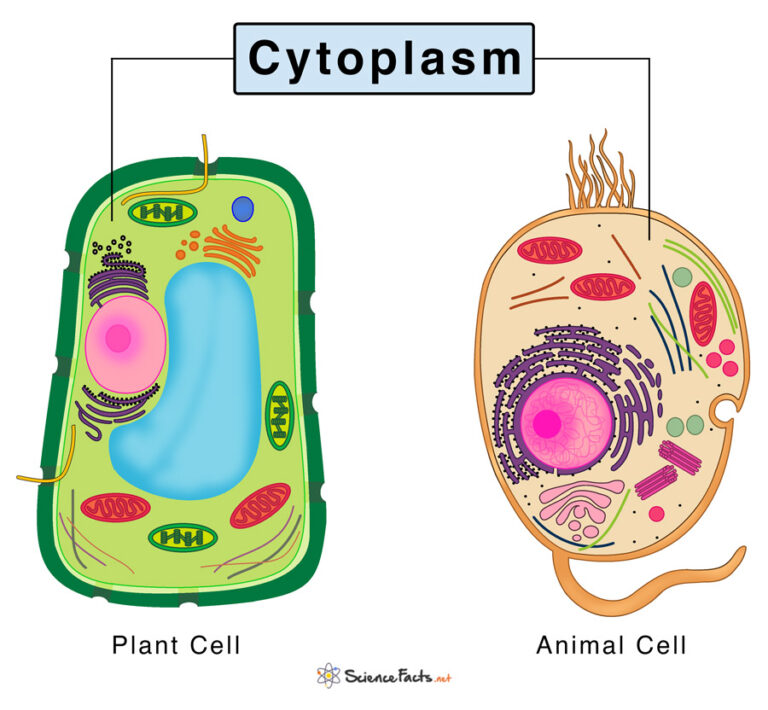 Pengertian Sitoplasma: Organel Sel di Dalamnya dan Fungsinya untuk Tubuh