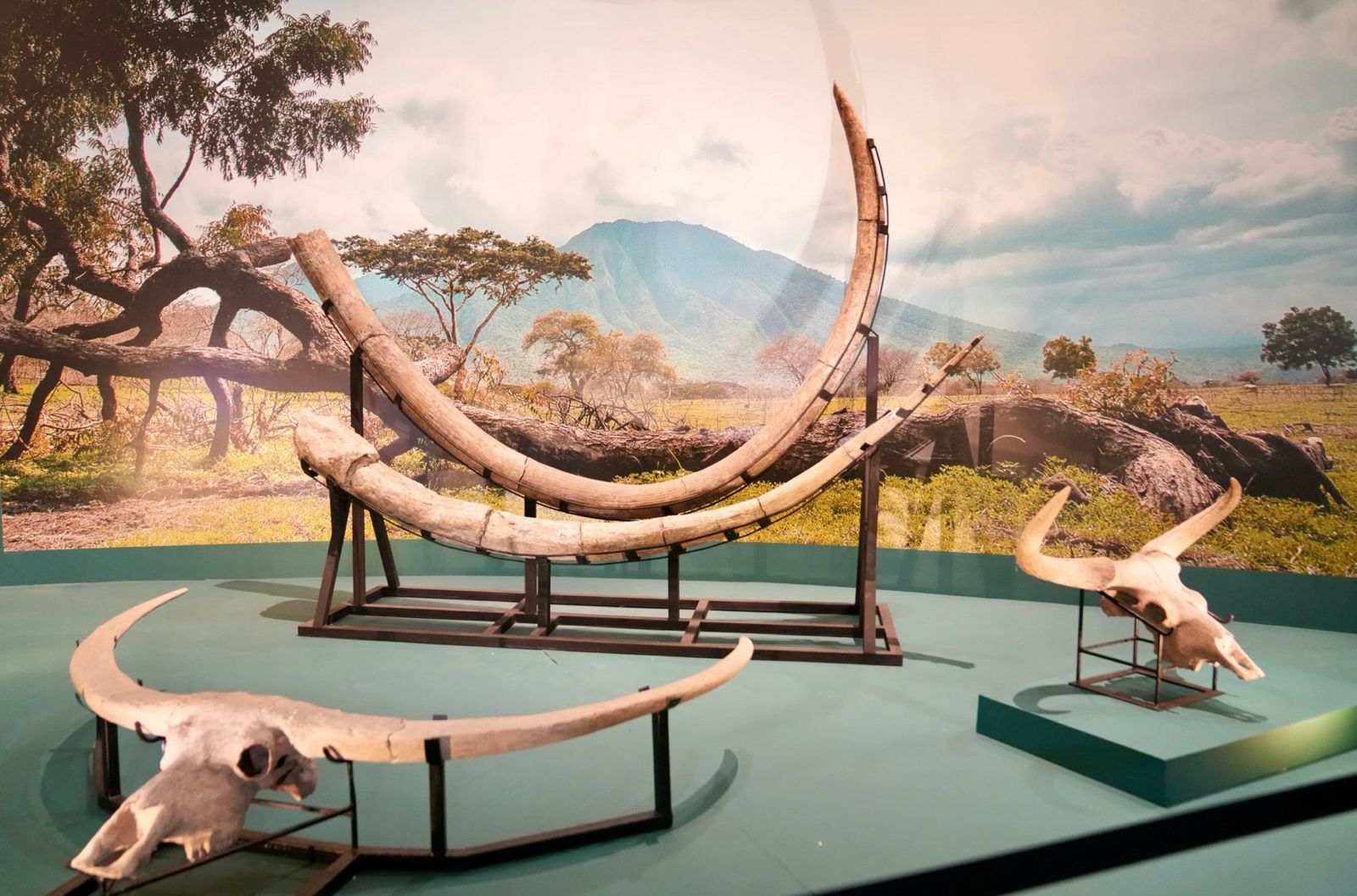 Pameran 130 Tahun Pithecanthropus Erectus, Tegaskan Indonesia Sebagai Peradaban Tertua Dunia