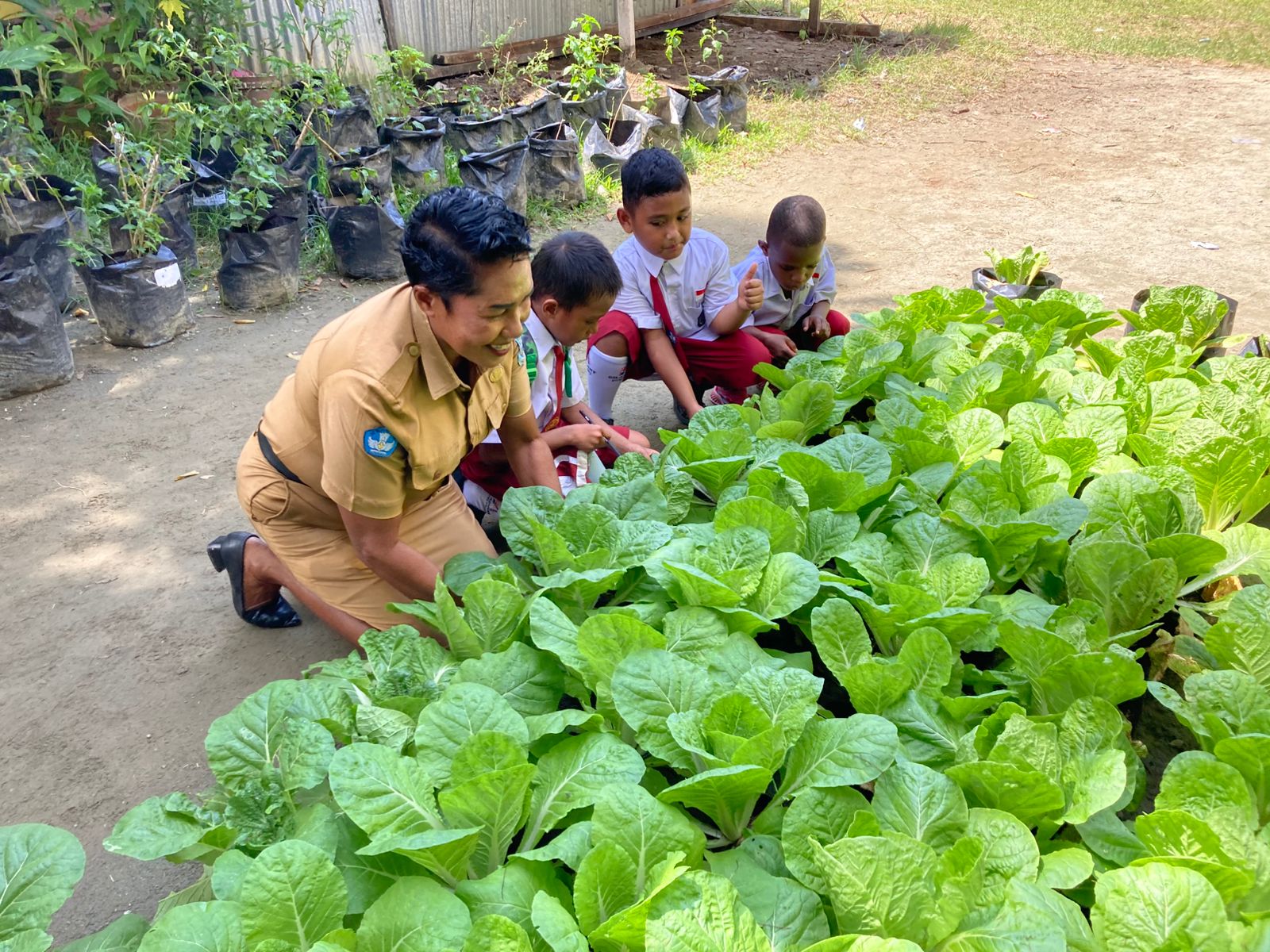 Bergizi dan Berdaya Siswa SD di Sentani dari Sekantung Polybag