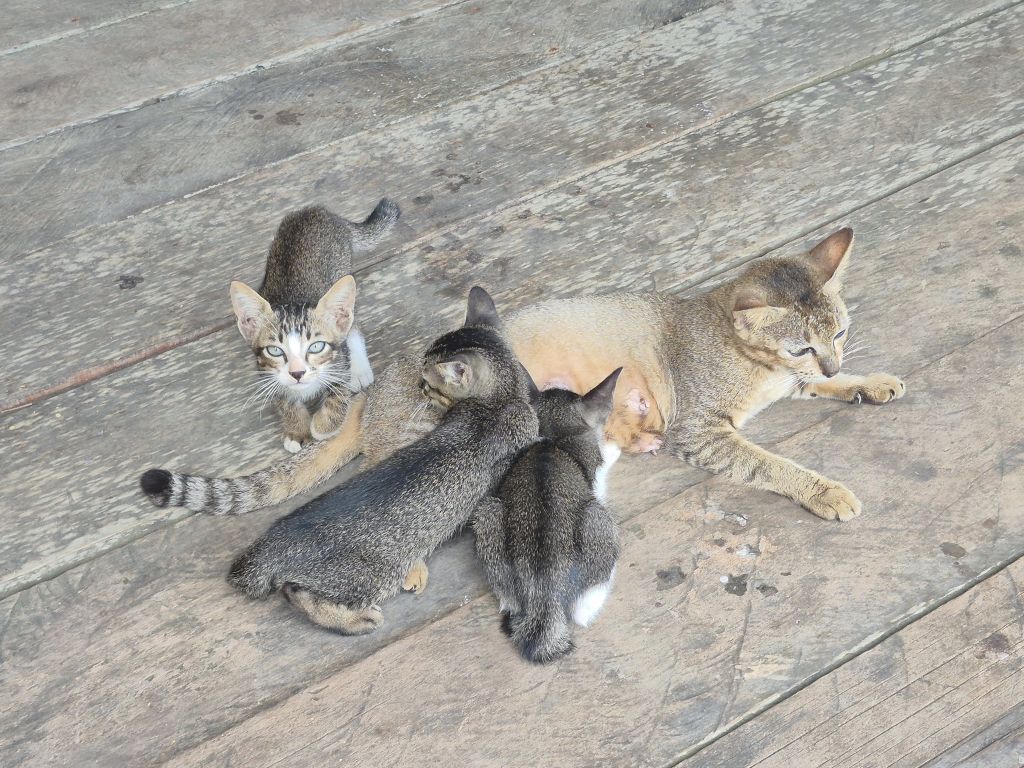 Kucing Oren Dianggap Barbar, Apakah Warna Tubuh Menentukan Karakternya?