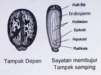 15 Soal OSN IPA SD 2026 dan Kunci Jawabannya, Yuk Latihan Biar Makin Siap!