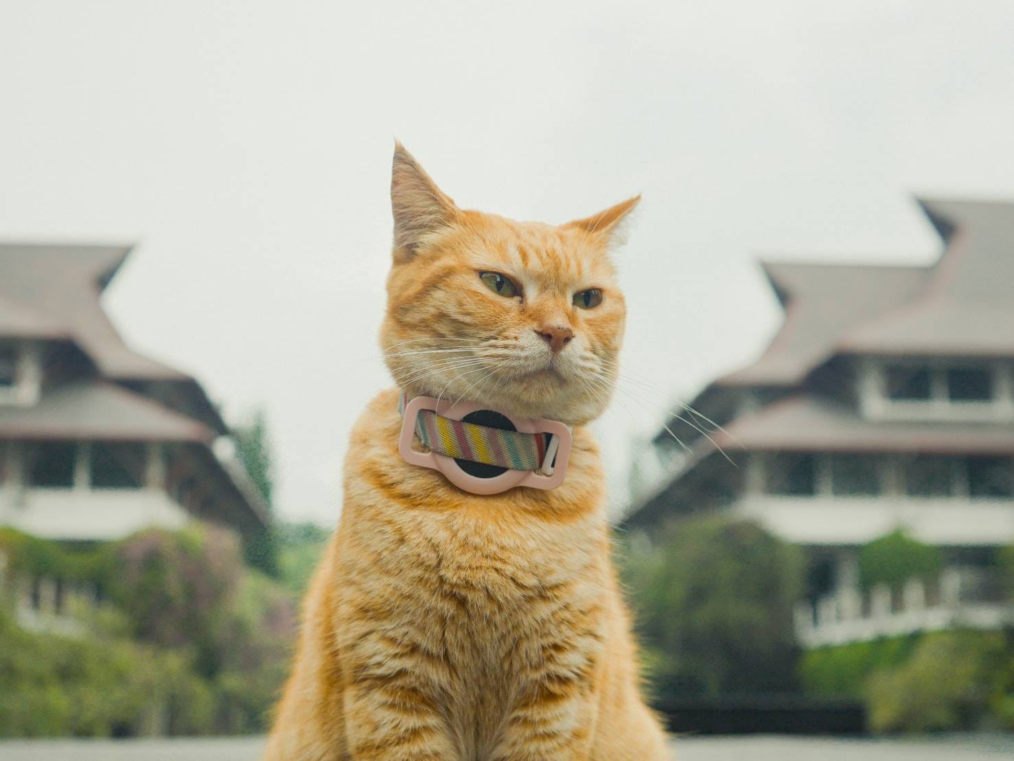 Film Meong SIti - ITB(1)