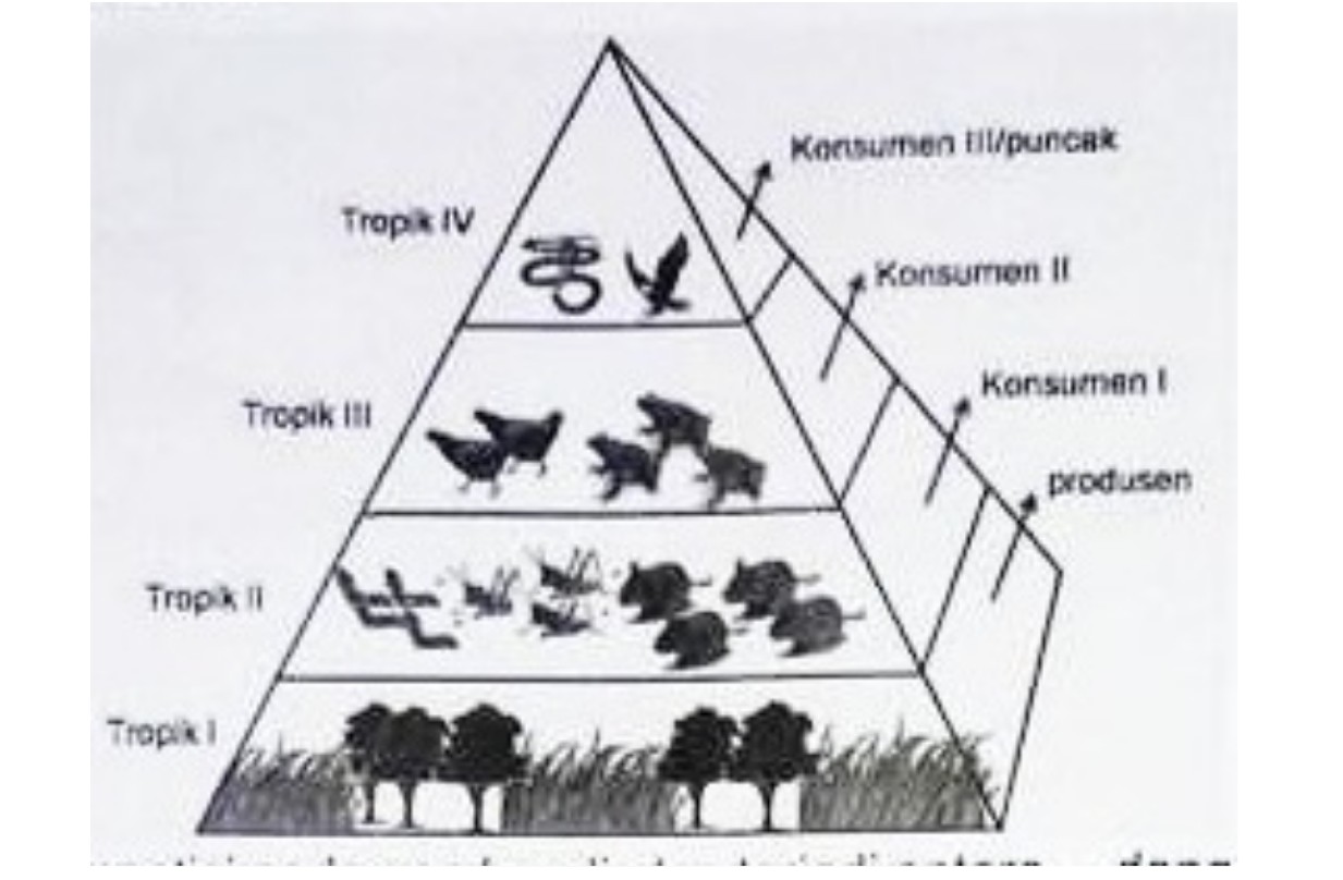 15 Soal OSN IPA SD 2026 dan Kunci Jawabannya, Yuk Latihan Biar Makin Siap!