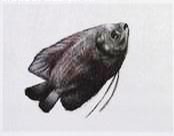 15 Soal OSN IPA SD 2026 dan Kunci Jawabannya, Yuk Latihan Biar Makin Siap!